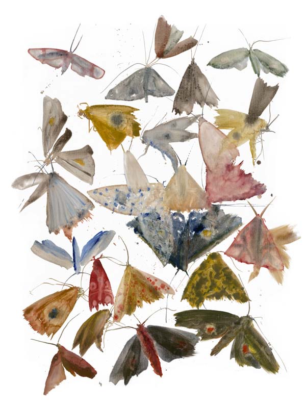 Moths 8